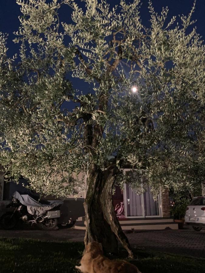 푸체키오 Locazione Turistica Casa Olivo 아파트 외부 사진
